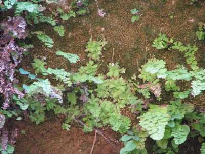 Un'altra immagine delle piantine di Pinguicula hirtiflora, qui ritratte assieme ad alcune felci: si spera che queste ultime siano riuscite a proteggere alcuni esemplari dalla valanga di fango del 12 agosto